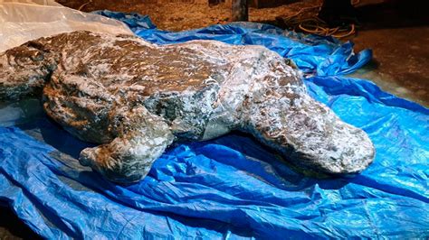 Well Preserved Ice Age Woolly Rhino Found In Siberia Abc4 Utah
