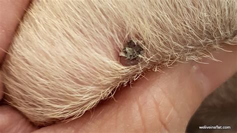 Dog Skin Cancer Moles Cancerwalls