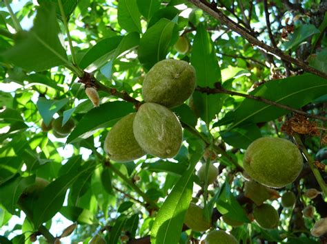 Unripe Almonds On The Almond Tree Prunus Amygdalus Where Do Almonds
