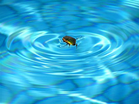 How To Get Rid Of Bugs Around Your Swimming Pool Crystal Pools