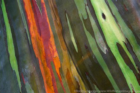 Rainbow Eucalyptus Trees Maui Hawaii Photos By Ron Niebrugge