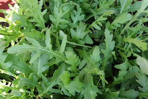 How To Grow Arugula In Pots Or In Your Garden Plant