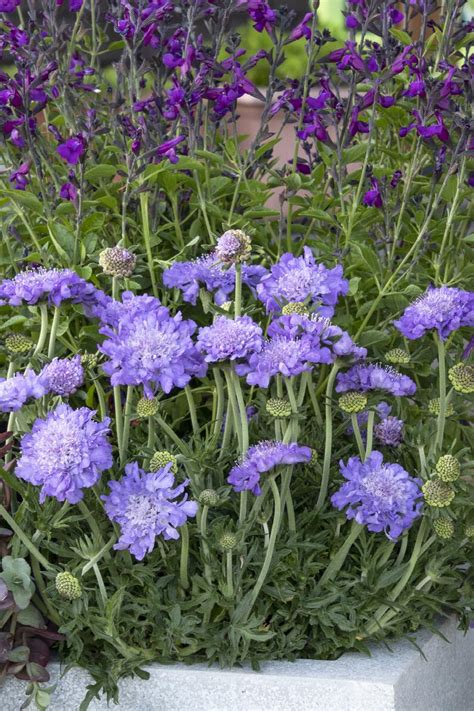 Scabiosa Columbaria Ph