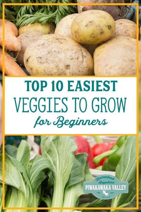 The 10 Easiest Vegetables To Grow For Beginners Easy Vegetables To