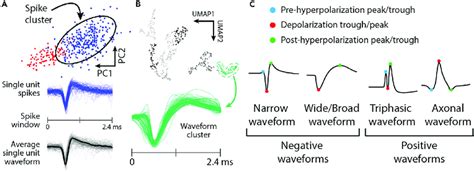 Terminology Of Spikes And Waveforms A A Top After Action