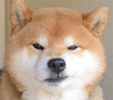 ɕiba inɯ) is a breed of hunting dog from japan. Il cane Shiba Inu più espressivo della rete, conquista ...