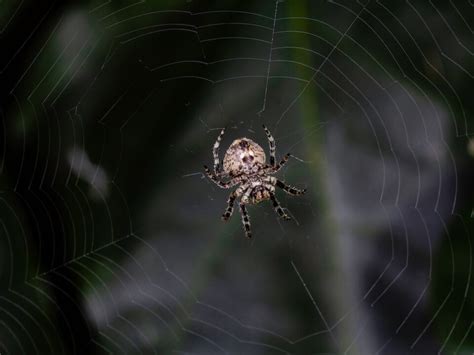 Spider Spotlight Huntsman Spider Drive Bye Pest Exterminators