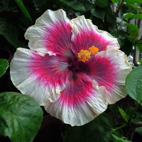 Tahitian Imperial Mountain Taiwan Hibiscus Linda Lee Fiori