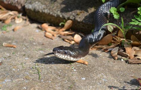 Eliminating Snakes In Your Yard The National Wildlife Federation Blog