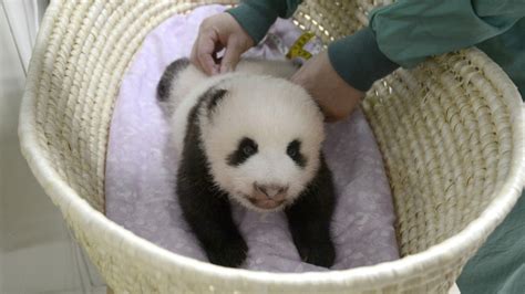 Baby Giant Panda Healthy At 2 Months Old Tokyo Zoo Says Ctv News