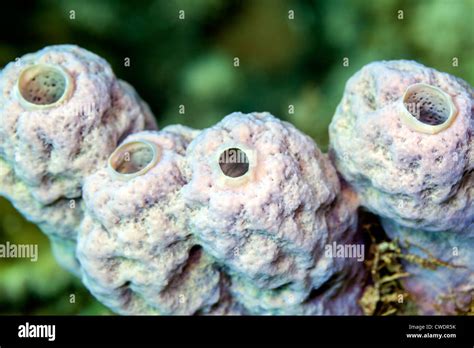 Tube Sponge Callyspongia Vaginalis In Close Up On Coral Reef Stock