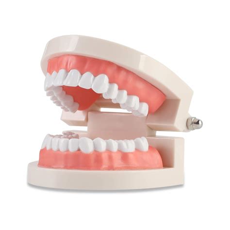 Buy Dental Adult Standard Teeth Model Typodont Demonstration Denture