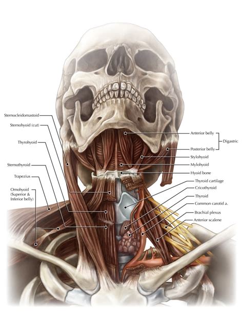 Anatomy Of The Neck Poster Print By Evan Otoscience Source Walmart