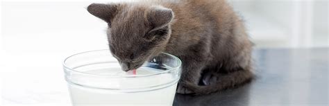 Is it safe for them or should you keep those jars out of reach? Can Cats Eat Yogurt? (Nutrition Guide) | My Pet Needs That