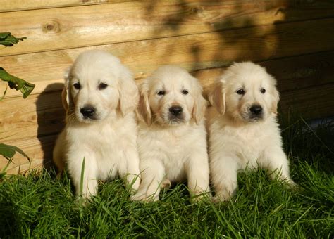 Dogs Puppies Golden Retriever Free Stock Photo Public Domain Pictures