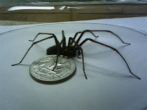 It's been all over the nation's newspapers. Male Giant House Spider - Tegenaria gigantea | Arachnoboards