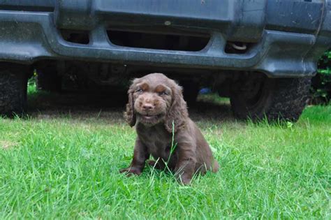 sussex spaniel dog breeds facts advice pictures mypetzilla uk