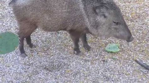Only the young plant is eaten; Javelina Eating Prickly Pear - YouTube