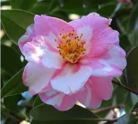 Arctic Dawn Pink Camellia Japonica Zone 6 New Life Nursery