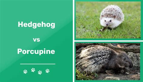 Hedgehog Vs Porcupine The Key Differences With Pictures Pet Keen