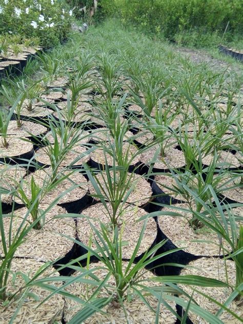 Jual Bibit Palem Phoenix Super Murah | Bibit Tanaman Unggul