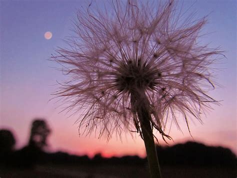 Dandelion Sunset Photograph By Ginger Adams