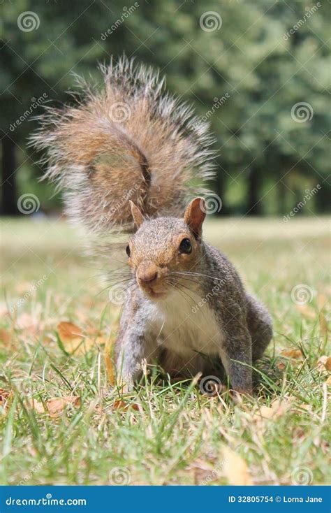 Grey Squirrel Tail Closeup On Grass With Bushy Tail Stock Photo Image