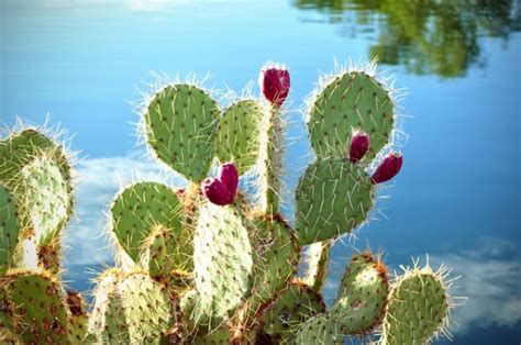 Native to south africa and india, the pencil cactus is part of the euphorbia genus. 50 Edible Wild Plants You Can Forage for a Free Meal