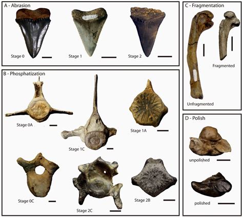 The Coastal Paleontologist Atlantic Edition March 2014