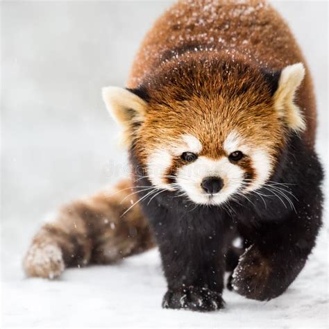 Red Panda In Snow Ii Stock Image Image Of Panda Animal 87535499