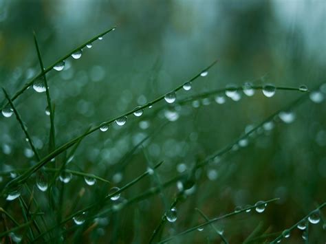 Grass Dew Drops Green Wallpaper Coolwallpapersme