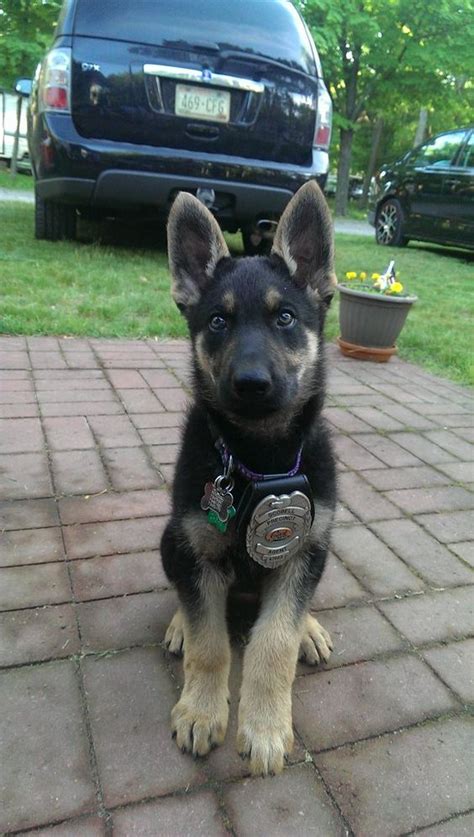 Puppys Too Cute And Cops On Pinterest