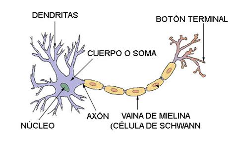 Las Neuronas Y Sus Partes Imagui