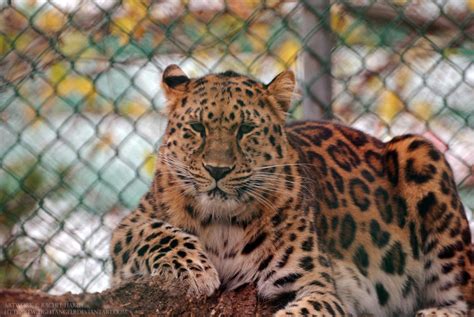 Amur Leopard 1 By 8twilightangel8 On Deviantart