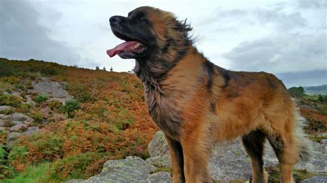 2 different methods of building the construction. Here Are 16 Photos Of leonberger dog— And They're Absolutely Majestic | Animal Shelters Near Me