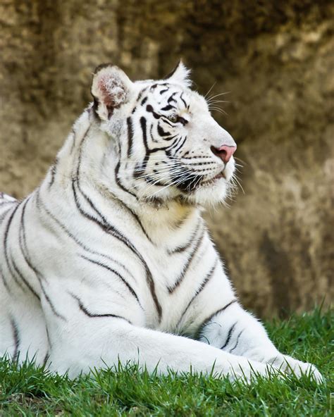 White Bengal Tiger Portrait Photograph By Kevin Batchelor Photography