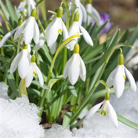 Snowdrop Flowers In Snow Closeup — Stock Photo ©