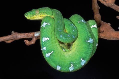 Emerald Tree Boa Snake