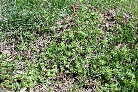 How To Get Rid Of Lawn Weeds Lupon Gov Ph