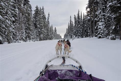 The Best Place To Go Dog Sledding In Banff National Park Banff