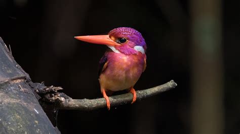 How An Eye Surgeon Got A Picture Of This Rare Pastel Bird The New