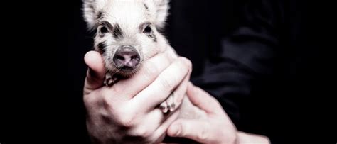 Home American Mini Pig Association