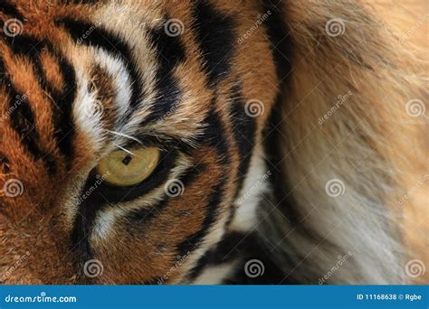 Tiger Eye Stock Photo Image Of Wild Animal Close Look 11168638