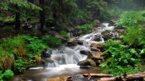 Mountain Rapid River Flow Through Stone Pine Tree Forest Green Grass