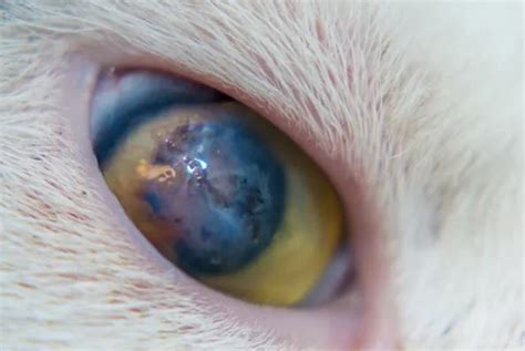 My Cat Has Blood In Their Eye Causes Of Blood In Cats Eye