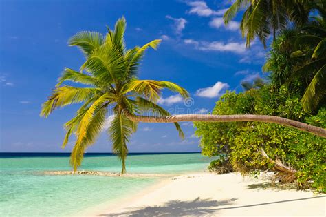 Bending Palm Tree On Tropical Beach Stock Photography Image 8142732