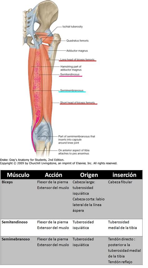 Muslo Posterior Muslos Anatomia Humana Huesos Anatomía