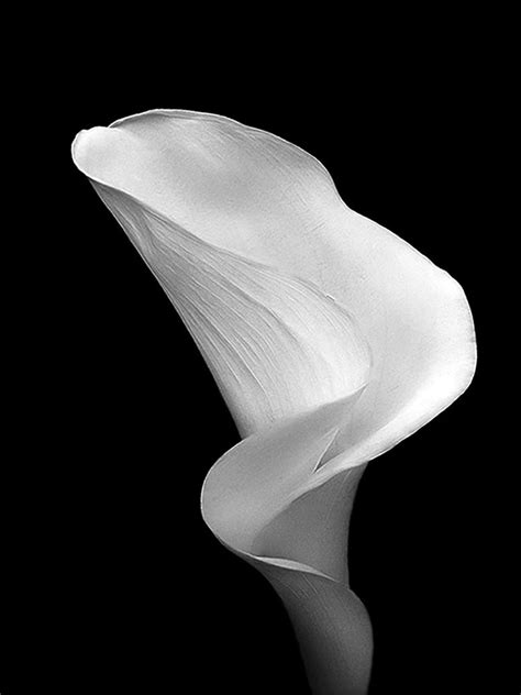 Here presented 47+ black and white lily drawing images for free to download, print or share. Stuning Black And White Photo Manipulations