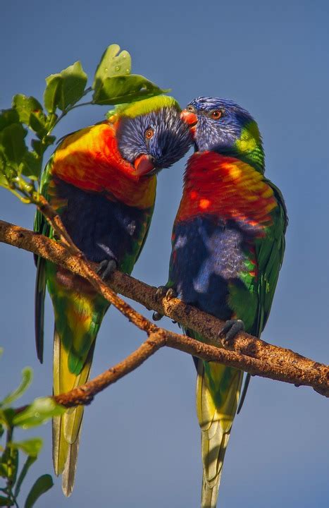 Rainbow Lorikeets Parrots Two Free Photo On Pixabay Pixabay