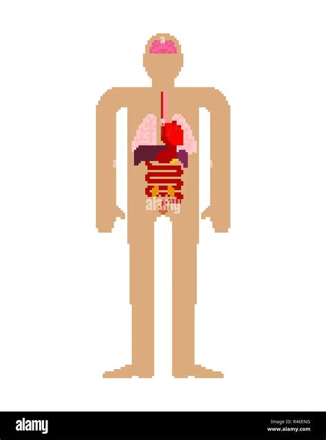Órgano Interno El Arte Del Pixel Anatomía De 8 Bits Del Cuerpo Humano